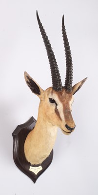 Lot 24 - Taxidermy: Thomson's Gazelle (Eudorcas...