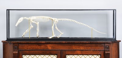 Lot 167 - Skeletons/Anatomy: A Cased Southern Tamandua...