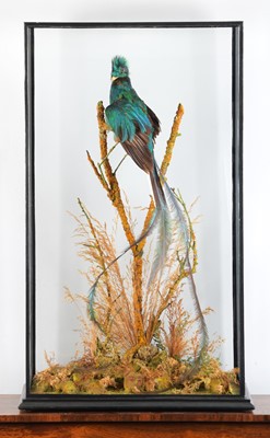 Lot 151 - Taxidermy: A Large Cased Resplendent Quetzal...