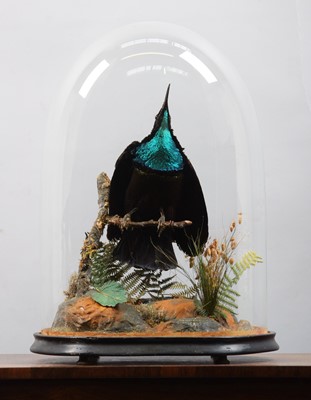 Lot 128 - Taxidermy: Magnificent Rifle Bird (Ptiloris...