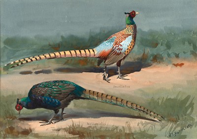 Lot 1061 - John Cyril Harrison (1898-1985) Pheasant in a...