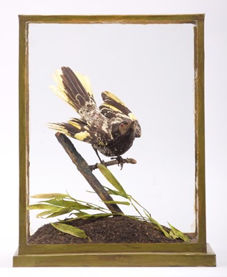 Lot 253 - Taxidermy: A Cased Regent Honeyeater...