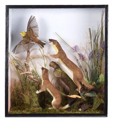Lot 158 - Taxidermy: A Cased Pair of Stoats &...