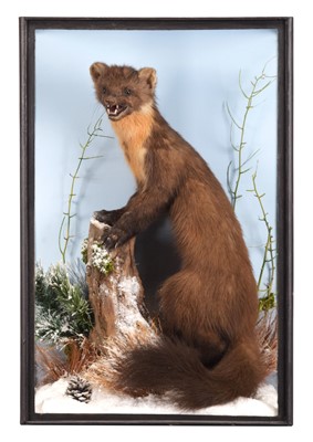 Lot 225 - Taxidermy: Scottish Pine Marten (Martes...