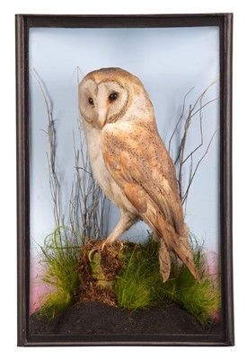 Lot 252 - Taxidermy: A Cased Barn Owl (Tyto alba), circa...