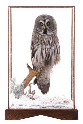 Lot 204 - Taxidermy: A Large Cased Great Grey Owl (Strix...