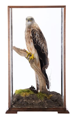 Lot 212 - Taxidermy: A Cased Red Kite (Milvus milvus),...