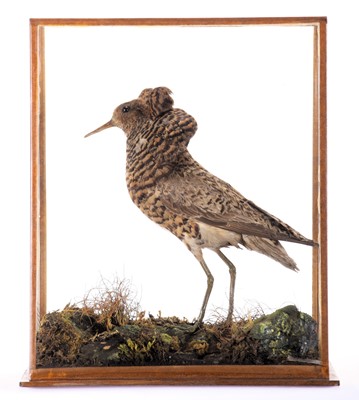 Lot 255 - Taxidermy: A Cased Ruff (Calidris pugnax),...