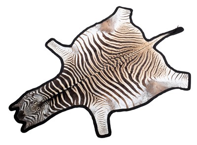 Lot 278 - Skins/Hides: Burchell's Zebra Skin (Equus...