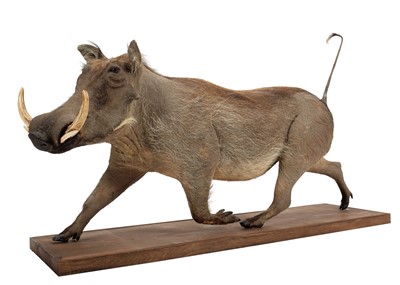 Lot 98 - Taxidermy: Common Warthog (Phacochoerus...