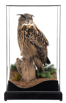 Lot 80 - Taxidermy: A Cased European Eagle Owl (Bubo...