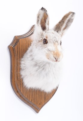 Lot 229 - Taxidermy: Scottish Mountain Hare (Lepus...