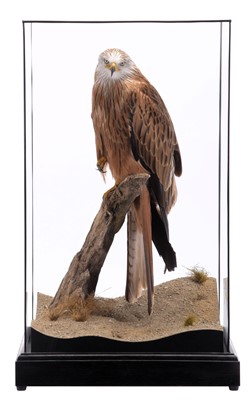 Lot 108 - Taxidermy: A Cased Red Kite (Milvus milvus),...