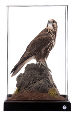 Lot 73 - Taxidermy: A Cased Saker Falcon (falco...