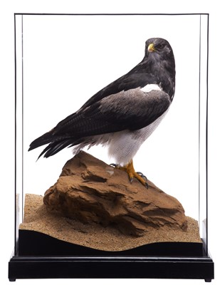 Lot 275 - Taxidermy: A Cased Black-chested Buzzard-eagle...