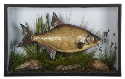 Lot 245 - Taxidermy: A Cased Common Bream (Abramis...