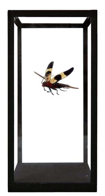 Lot 181 - Entomology: A Curious Fantastical Creation By...