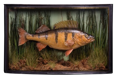 Lot 246 - Taxidermy: A Cased European Perch (Perca...