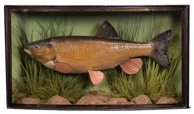 Lot 247 - Taxidermy: A Cased Chub (Squalius cephalus),...