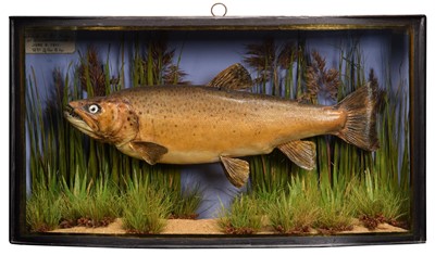 Lot 242 - Taxidermy: A Cased Brown Trout (Salmo trutta),...