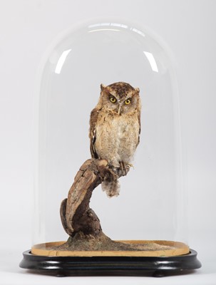 Lot 93 - Taxidermy: African Scops Owl (Otus...