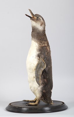 Lot 147 - Taxidermy: Megellanic Penguin (Spheniscus...
