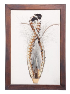 Lot 184 - Natural History: A Pair of Framed Superb Lyre...