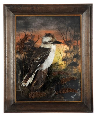 Lot 282 - Taxidermy: A Wall Cased Laughing Kookaburra...