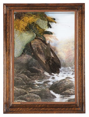 Lot 92 - Taxidermy: A Wall Cased Common Swift (Apus...