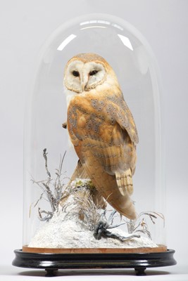 Lot 266 - Taxidermy: European Barn Owl (Tyto alba),...