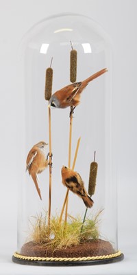 Lot 270 - Taxidermy: A Trio of Bearded Reedlings...