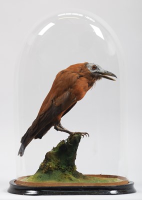 Lot 115 - Taxidermy: A Late Victorian Capuchinbird...