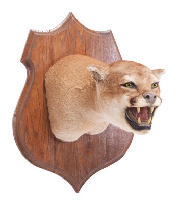 Lot 273 - Taxidermy: North American Puma or Mountain...