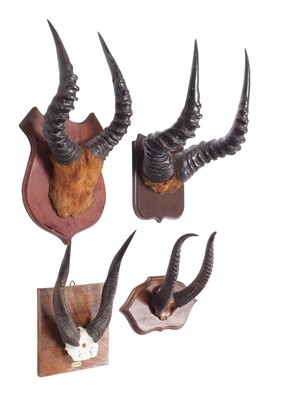 Lot 280 - Antlers/Horns: A Group of African Game Trophy...