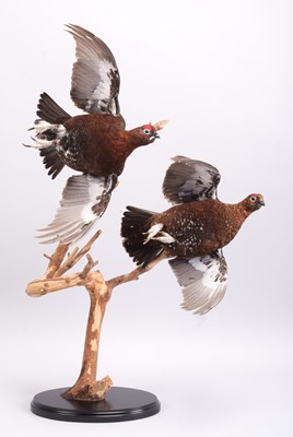 Lot 113 - Taxidermy: A Pair of Flying Red Grouse...