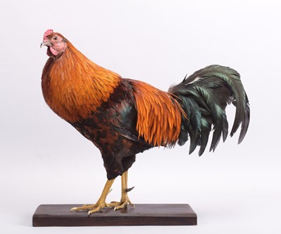 Lot 287 - Taxidermy: Cockerel (Gallus gallus domesticus),...