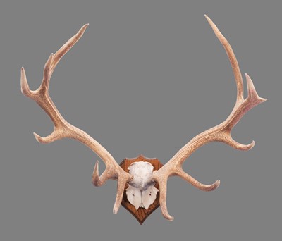 Lot 290 - Antlers/Horns: A Rare Set of Tibetan or Shou...