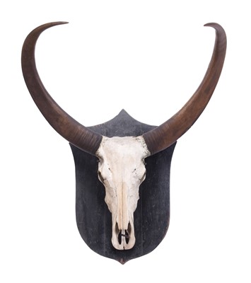 Lot 148 - Antlers/Horns: Asian Water Buffalo (Bubalus...