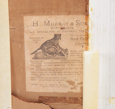 Lot 10 - Taxidermy: A Wall Cased Peregrine Falcon...