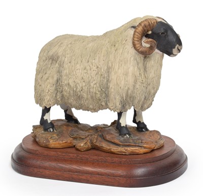 Lot 117 - Border Fine Arts 'Blackfaced Tup' (Style One),...