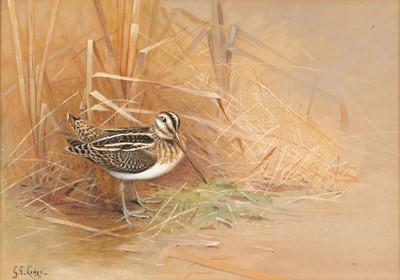 Lot 1014 - George Edward Lodge (1860-1954) Snipe in...