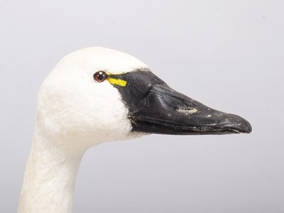Lot 27 - Taxidermy: Tundra Swan (Cygnus columbianus),...