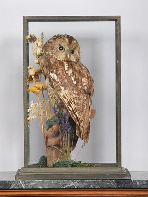 Lot 1124 - Taxidermy: A Cased Tawny Owl (Strix aluco),...