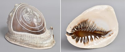 Lot 19 - A Conche Shell, 19th century, carved with a...