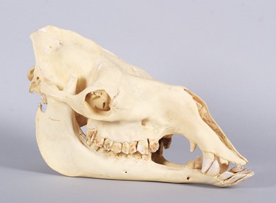 Lot 207 - Skulls/Anatomy: Bactrian Camel Skull (Camelus...