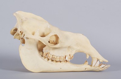 Lot 207 - Skulls/Anatomy: Bactrian Camel Skull (Camelus...