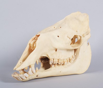 Lot 207 - Skulls/Anatomy: Bactrian Camel Skull (Camelus...