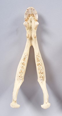 Lot 207 - Skulls/Anatomy: Bactrian Camel Skull (Camelus...