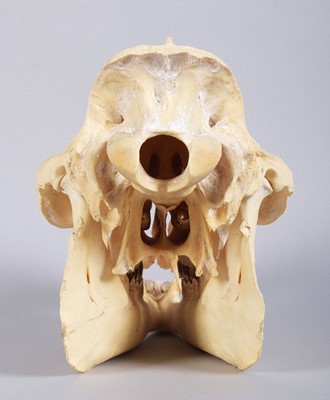 Lot 207 - Skulls/Anatomy: Bactrian Camel Skull (Camelus...