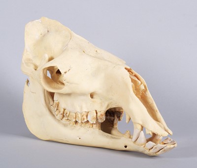 Lot 207 - Skulls/Anatomy: Bactrian Camel Skull (Camelus...